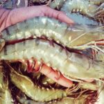 Baghda Shrimp/Prawn (Satkhira Gher)