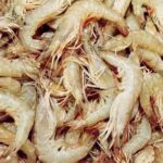 Horina Shrimp/Prawn (Satkhira Gher)