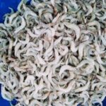 Chamni Shrimp/Prawn (Satkhira Gher)