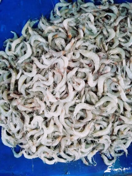 Chamni Shrimp/Prawn (Satkhira Gher)