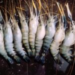 Golda Shrimp/Prawn (Satkhira Gher)