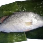 Koral Fish(Gher)