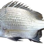 Datina Koral Fish(Gher)