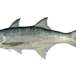 River Topse/Tailla/Teri Fish(River)