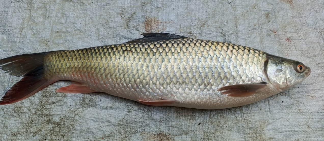 image1 Mrigel Fish - Image 1